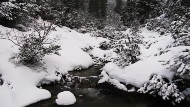 高山雪山中松树林和溪流的稳定镜头 多风多云的天气 斯洛伐克Tatra山区 — 图库视频影像