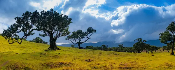 マデイラ島のファンの森の古い神秘的な木 ファナルの森の霧の中にあるツイストの木 巨大でモスに覆われた木々は 劇的で恐ろしい風景を作り出しています ロイヤリティフリーのストック画像