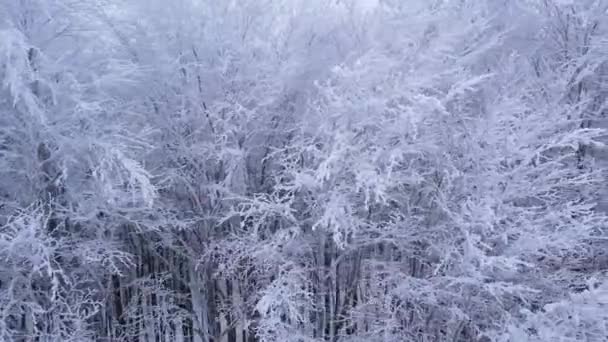 Aerial Árvore Coberta Geada Uma Floresta Nevada Inverno Tempo Frio — Vídeo de Stock