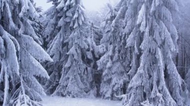 Kışın karlı bir ormanda donla kaplı çam ağaçları. Soğuk soğuk hava. Kış dönemi. Aşağıdan yukarıya hareket