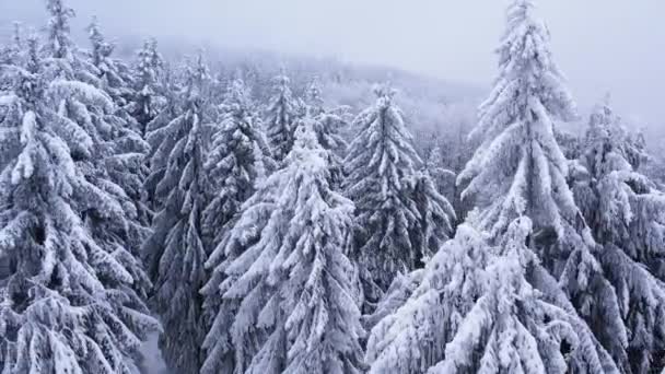 Aerial Fenyőfák Borított Fagy Egy Havas Erdőben Télen Hideg Fagyos — Stock videók