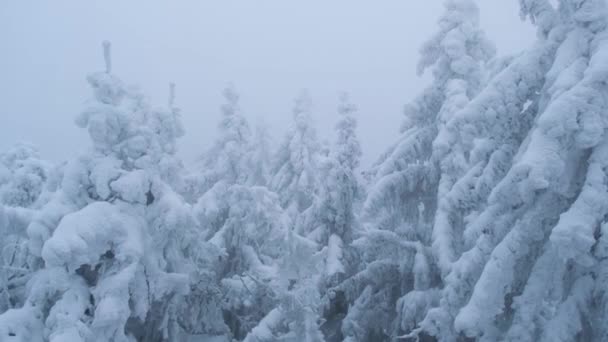 Aerial Pine Trees Covered Frost Snowy Forest Winter Cold Frosty — Stock Video