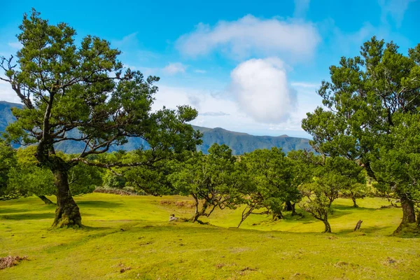 Fanal Les Starý Mystický Strom Ostrově Madeira Pokroucené Stromy Mlze Stock Obrázky