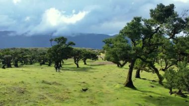 Madeira adasındaki Fanal Ormanı. Sisli yemyeşil defne ağacı ormanı, eski ağaçlı yeşil tepeler, unesco dünya mirası alanı. Yüksek kalite 4k görüntü