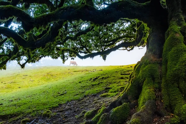 stock image Twisted trees in the fog in Fanal Forest on the Portuguese island of Madeira. Huge, moss-covered trees create a dramatic, scared landscape