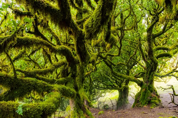 stock image Twisted trees in the fog in Fanal Forest on the Portuguese island of Madeira. Huge, moss-covered trees create a dramatic, scared landscape