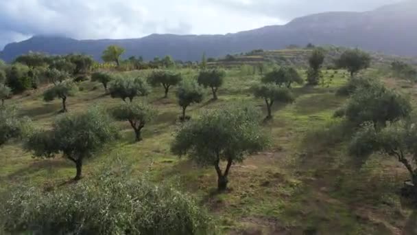 サルデーニャの緑地にあるオリーブの木とブドウ畑の空気 サルデーニャ島の小さな農場の伝統的な地元事業 — ストック動画