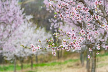 Badem bahçesi çiçek açmış, Hustopece köyü, Çek