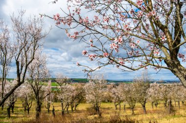 Çiçek açan en eski badem bahçesi, Hustopece köyü, Çek
