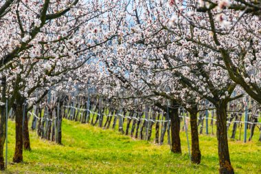 Vaçu Vadisi, Aşağı Avusturya 'da kayısı bahçesi çiçek açtı.
