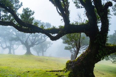 Portekiz 'in Madeira adasındaki Fanal Ormanı' nda sisin içindeki çarpık ağaçlar. Kocaman, yosun kaplı ağaçlar dramatik ve korkmuş bir manzara yaratır.