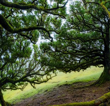 Portekiz 'in Madeira adasındaki Fanal Ormanı' nda sisin içindeki çarpık ağaçlar. Kocaman, yosun kaplı ağaçlar dramatik ve korkmuş bir manzara yaratır.