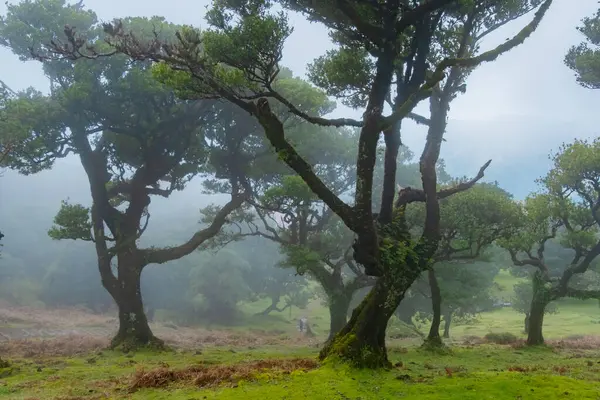 stock image Fanal forest old mystical tree in Madeira island. Twisted trees in fog in Fanal Forest. Huge, moss-covered trees create a dramatic, scared landscape