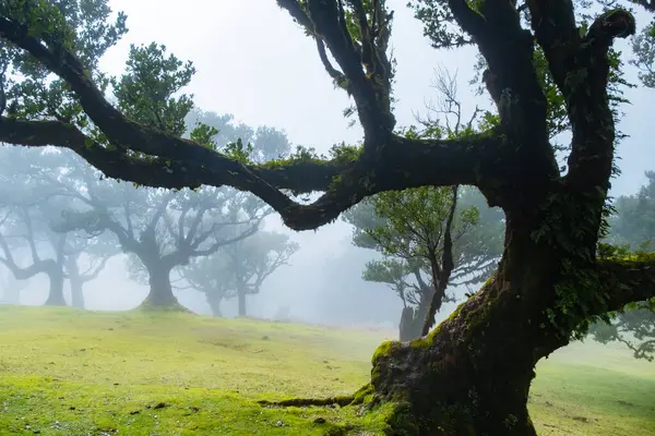 stock image Twisted trees in the fog in Fanal Forest on the Portuguese island of Madeira. Huge, moss-covered trees create a dramatic, scared landscape