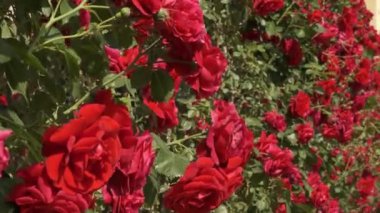 Bahçede rüzgarda sallanan bir sürü kırmızı gül