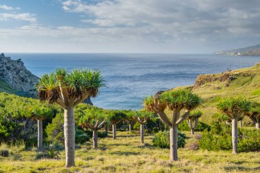 Ponta de Sao Lourenco Madeira Adası 'ndaki ejderha ağaçları ve yeşil manzara