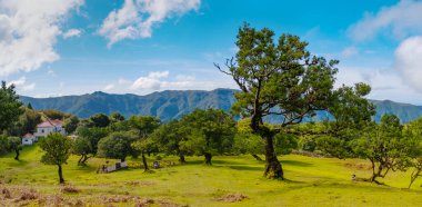 Madeira adasındaki Fanal Ormanı 'nın eski mistik ağacı. Fanal Ormanı 'nda sis içindeki çarpık ağaçlar. Kocaman, yosun kaplı ağaçlar dramatik ve korkmuş bir manzara yaratır.