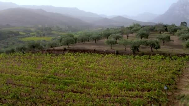 サルデーニャの緑地にあるオリーブの木とブドウ畑の空気 サルデーニャ島の小さな農場の伝統的な地元事業 — ストック動画