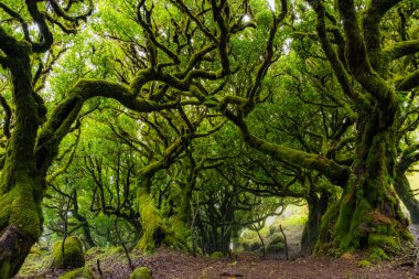 Portekiz 'in Madeira adasındaki Fanal Ormanı' nda sisin içindeki çarpık ağaçlar. Kocaman, yosun kaplı ağaçlar dramatik ve korkmuş bir manzara yaratır.
