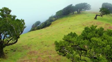 Madeira adasındaki Fanal Ormanı. Sisli yemyeşil defne ağacı ormanı, eski ağaçlı yeşil tepeler, unesco dünya mirası alanı. Yüksek kalite 4k görüntü