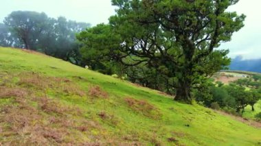 Madeira adasındaki Fanal Ormanı. Sisli yemyeşil defne ağacı ormanı, eski ağaçlı yeşil tepeler, unesco dünya mirası alanı. Yüksek kalite 4k görüntü