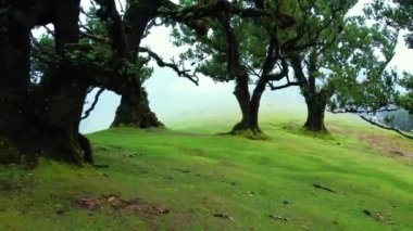 Madeira adasındaki Fanal Ormanı. Sisli yemyeşil defne ağacı ormanı, eski ağaçlı yeşil tepeler, unesco dünya mirası alanı. Yüksek kalite 4k görüntü