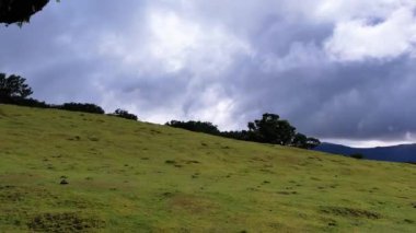 Madeira adasındaki Fanal Ormanı. Sisli yemyeşil defne ağacı ormanı, eski ağaçlı yeşil tepeler, unesco dünya mirası alanı. Yüksek kalite 4k görüntü