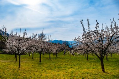Vaçu Vadisi, Aşağı Avusturya 'da kayısı bahçesi çiçek açtı.