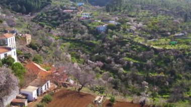 La Palma Adası Kanaryası 'ndaki küçük bir dağ köyünde bahar havası açan badem ağaçları.