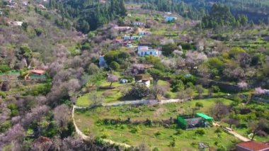 La Palma Adası Kanaryası 'ndaki küçük bir dağ köyünde bahar havası açan badem ağaçları.