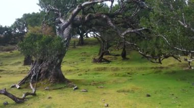 Madeira Adası 'ndaki Korkak Mistik Fanal Ormanı. Sisli yemyeşil defne ağacı ormanı, eski ağaçlı yeşil tepeler, unesco dünya mirası alanı. Yüksek kalite 4k görüntü