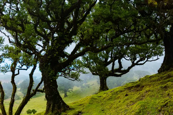 stock image Twisted trees in the fog in Fanal Forest on the Portuguese island of Madeira. Huge, moss-covered trees create a dramatic, scared landscape