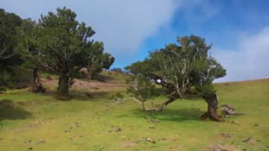 Madeira adasındaki korkmuş mistik Fanal ormanlarının havası. Sisli yemyeşil defne ağacı ormanı, eski ağaçlı yeşil tepeler, unesco dünya mirası alanı. Yüksek kalite 4k görüntü