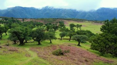 Madeira adasındaki Fanal Ormanı. Sisli yemyeşil defne ağacı ormanı, eski ağaçlı yeşil tepeler, unesco dünya mirası alanı. Yüksek kalite 4k görüntü