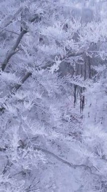 Kışın karlı bir ormanda karla kaplı bir ağaç. Soğuk soğuk hava. Kış arkaplanı