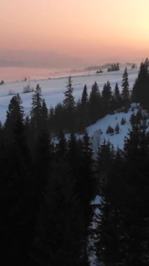 Yuvarlanan karlı dağlar ve çam ormanlarının üzerinde ılık kış sisli şafak vaktinin insansız hava aracı görüntüsü. Doğadaki güzellik ve sükunet