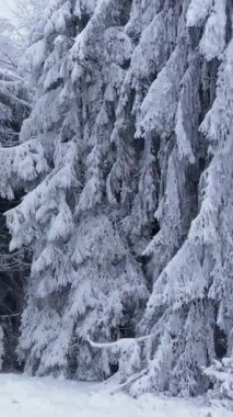 Kışın karlı bir ormanda donla kaplı çam ağaçları. Soğuk soğuk hava. Kış dönemi. İzleme görüntüleri.