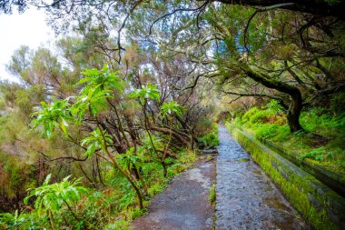 Narrow path along a stone gutter with smoothly flowing water on a mountainside among dense forest, Madeira, Portugal clipart