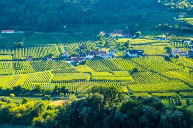 Vachau Vadisi 'ndeki üzüm bağları ve Donau nehri sonbahar renkli yapraklarla güneşli bir günde küçük geleneksel bir köy. Geleneksel şarap ve turizm bölgesi,