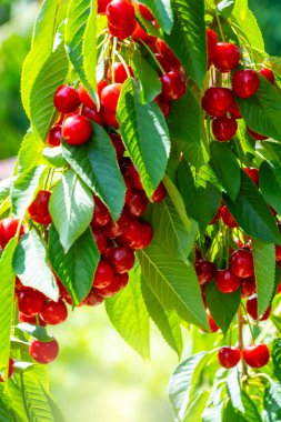 Bahçedeki çalıların üzerinde olgun biyo kiraz meyveleri. Hasat, sağlıklı yaşam tarzı, biyolojik üretim ve yaz konsepti