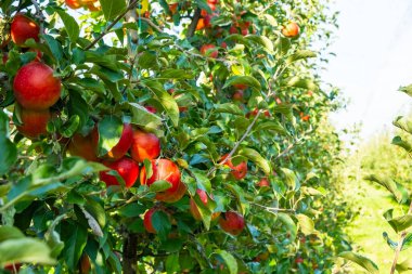 Olgun kırmızı elmalar gelişmekte olan bir biyoloji bahçesindeki yemyeşil ağaçlarda asılı. Canlı meyveler yeşillikle tezat oluşturuyor, organik bir meyve bahçesindeki ödüller sergileniyor.
