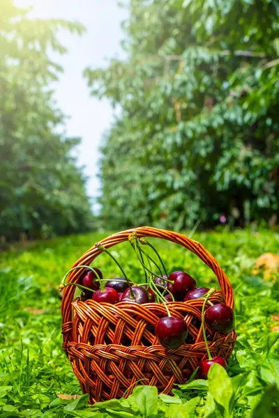 Canlı bir meyve bahçesindeki dokuma sepetinden olgun kirazlar taşar. Yeşil yapraklar ve canlı kırmızı kirazlar çarpıcı bir zıtlık yaratarak hasatların bolluğunu vurguluyor.