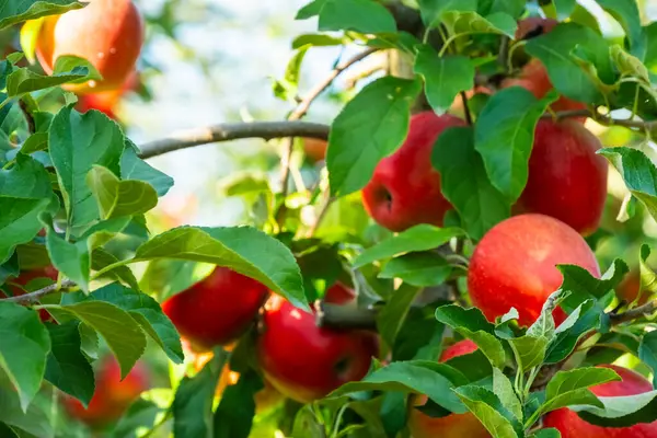 Olgun kırmızı elmalar gelişmekte olan bir biyoloji bahçesindeki yemyeşil ağaçlarda asılı. Canlı meyveler yeşillikle tezat oluşturuyor, organik bir meyve bahçesindeki ödüller sergileniyor.