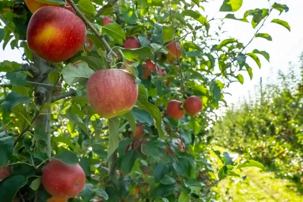 Olgun kırmızı elmalar gelişmekte olan bir biyoloji bahçesindeki yemyeşil ağaçlarda asılı. Canlı meyveler yeşillikle tezat oluşturuyor, organik bir meyve bahçesindeki ödüller sergileniyor.