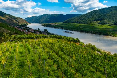 Vachau Vadisi 'ndeki üzüm bağları ve Donau nehri sonbahar renkli yapraklar, küçük geleneksel köy ve güneşli bir günde tekneler. Geleneksel şarap ve turizm bölgesi,