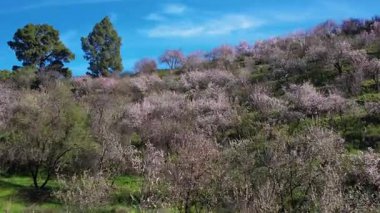 La Palma Adası Kanaryası 'ndaki küçük bir dağ köyünde bahar havası açan badem ağaçları.