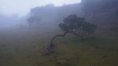 Madeira adasındaki korkmuş mistik Fanal ormanlarının havası. Sisli yemyeşil defne ağacı ormanı, eski ağaçlı yeşil tepeler, unesco dünya mirası alanı. Yüksek kalite 4k görüntü