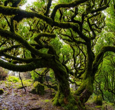 Portekiz 'in Madeira adasındaki Fanal Ormanı' nda sisin içindeki çarpık ağaçlar. Kocaman, yosun kaplı ağaçlar dramatik ve korkmuş bir manzara yaratır.