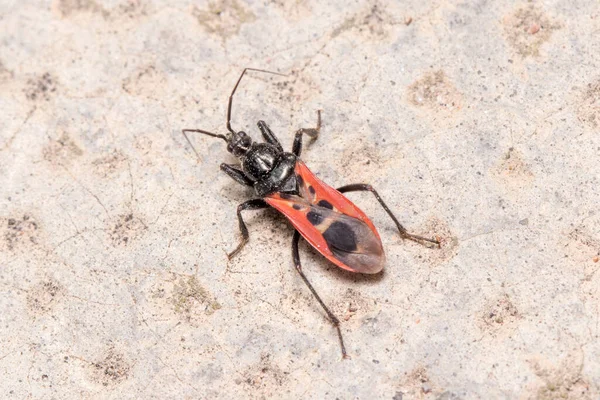 Peirates Stridulus Assassino Bug Camminare Pavimento Cemento Sotto Sole Foto — Foto Stock