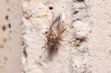 Tohum böceği Nysius sp. Güneşli bir günde beton bir duvarda yürümek. Yüksek kalite fotoğraf